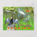 Search for florida everglades postcards Alligator