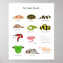 Search for boas posters Python