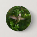 Search for ruby throated badges Wildlife