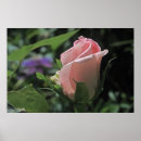 Search for buds posters Petals