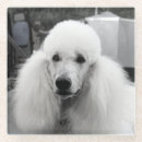 Search for poodle coasters Pets