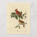 Search for cardinal bird Illustration