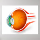 Search for human eye posters Optic nerves