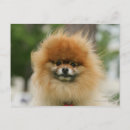 Search for spitz stamps postcards Loulou