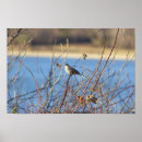 Search for mockingbird posters Birds