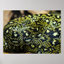 Search for pet snake posters Boa