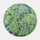 Search for crops magnets Vegetables