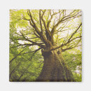 Search for beeches magnets Forest