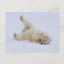 Search for maritimus postcards Cub