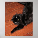 Search for cat stretching posters Pet