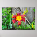 Search for reddish posters Nature