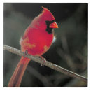 Search for cardinal tiles Redbird