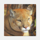 Search for puma magnets Panther