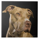 Search for studio shot tiles Head and shoulders