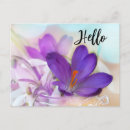 Search for spring crocus postcards Purple