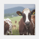 Search for grazing magnets Horizontal