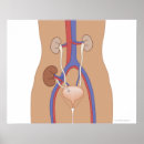 Search for midsection posters Work