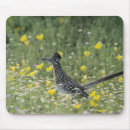 Search for roadrunners electronics Geococcyx californianus