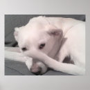 Search for grey dog posters Funny