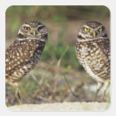Search for sanibel florida stickers Bird