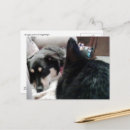 Search for cat looking postcards Kitty