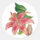 Search for stargazer lily stickers Floral