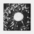 Search for dandelions magnets Taraxacum