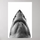 Search for great white shark posters Ocean