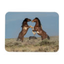 Search for stallions magnets Farm