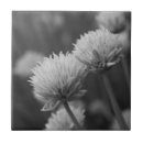 Search for chive photography Nature