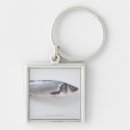 Search for life photography key rings Animal