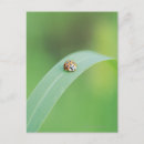 Search for crawl postcards Green