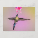 Search for colibri postcards Exotic