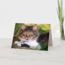 Search for grassland cards Nature