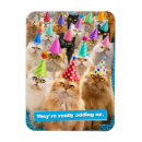 Search for funny cat magnets Avanti press