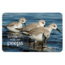 Search for flocking photography Flock of birds