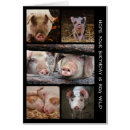 Search for hogs Birthday