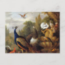 Search for peahen postcards Bird