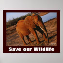 Search for save the elephant posters Elephants