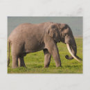 Search for conservation postcards Animal