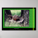 Search for hog photography Wildlife