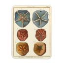 Search for seashell magnets Denis diderot