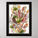 Search for haeckel art Plants