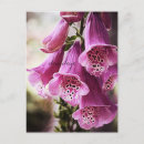 Search for speckle postcards Flower