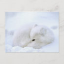 Search for manitoba postcards Jaynes gallery