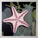 Search for saltwater fish posters Sea