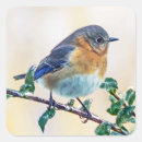 Search for limbs stickers Bird