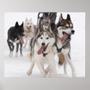 Search for sledding posters Dog