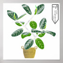 Search for figs posters Tree