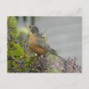 Search for passerines postcards Bird